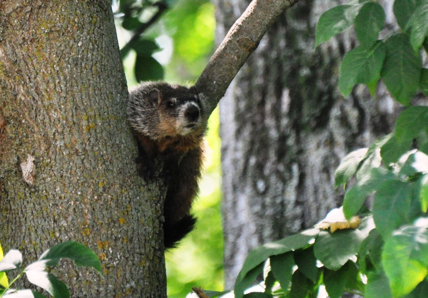 woodchuck in tree photo